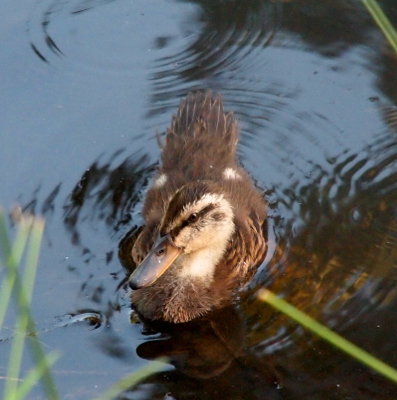 [A close view of a duckling on the water who is facing the camera. The brown and black-striped feathers on its side are visible as are long brown feathers sticking out from its tail end.]